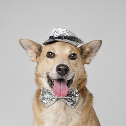 领结可爱的狗戴着帽子和领结家庭宠物可爱