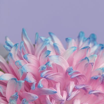 花一朵美丽的粉蓝色花朵的特写镜头宏观春天特写