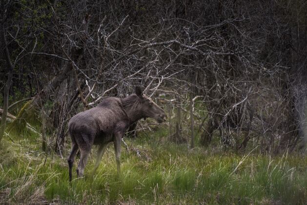 木材黑麋鹿站在长着木头树枝的草地上毛皮田野树枝