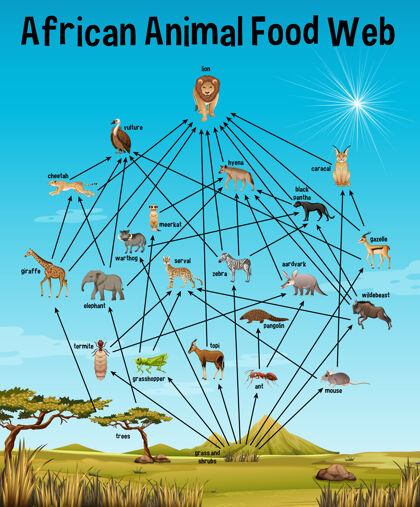 科学非洲动物食品教育网研究自然猫