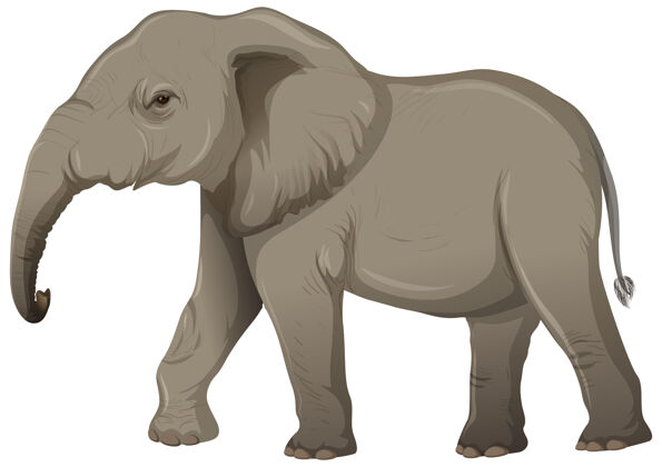 大小没有象牙的成年大象 卡通风格 白色背景主题动物人物