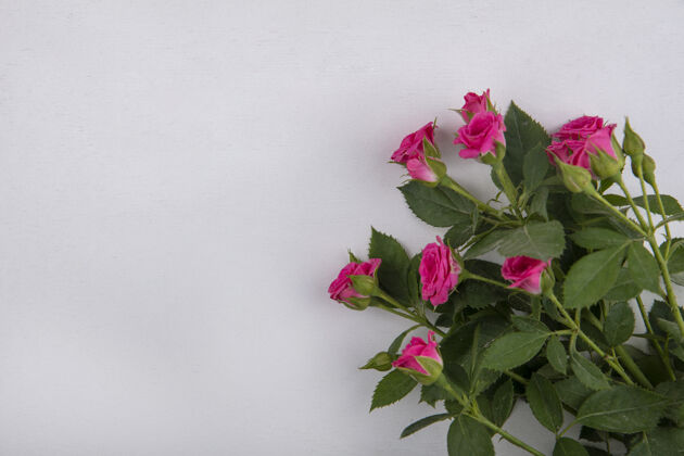 空间顶视图美丽的粉红色玫瑰与叶子上的白色背景与复制空间花玫瑰粉红色