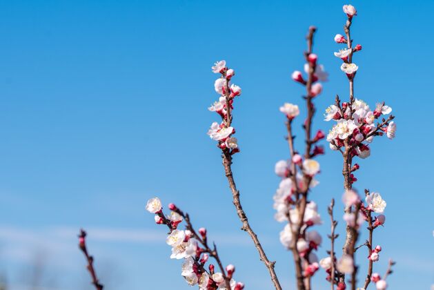花瓣选择性聚焦拍摄一棵开花的杏树 天空湛蓝花园落叶雄蕊