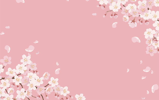 自然樱花盛开在粉红色的花朵上开花浪漫生态