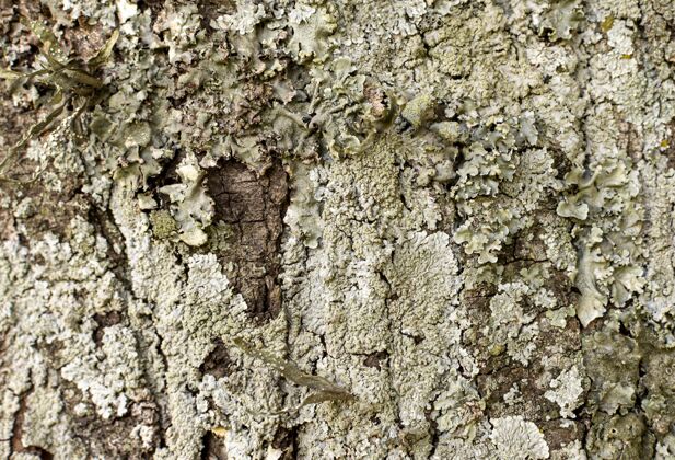 水平树皮表面正视图组成纹理树皮
