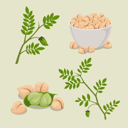食品用植物插图画鹰嘴豆豆类营养食品