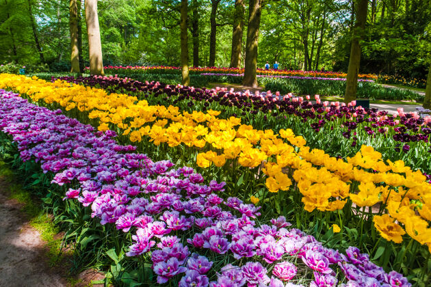 芽在基恩霍夫花园郁金香领域 利斯 荷兰 荷兰展示荷兰阳光