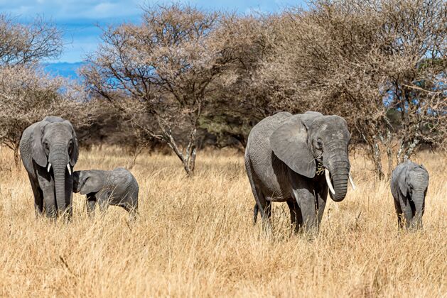 散步一群大象在荒野的干草上行走大野生景观垂直