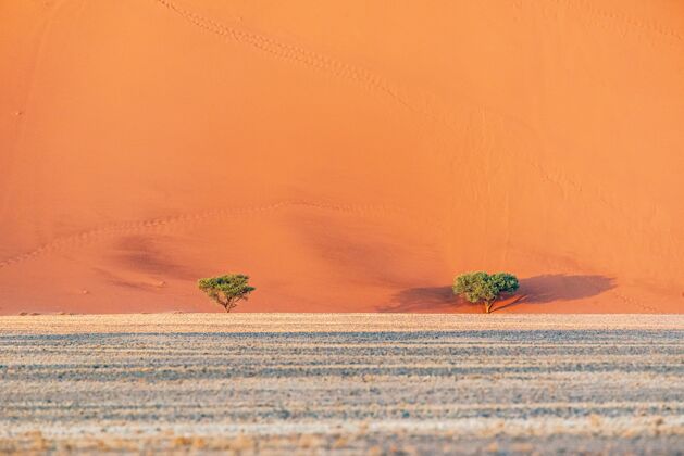 红色美丽的风景沙丘在纳米比亚沙漠 索苏斯夫雷 纳米比亚橙色自然沙丘