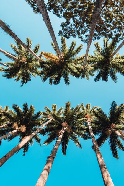 花园里约植物园棕榈树垂直低角度拍摄绿色树椰子