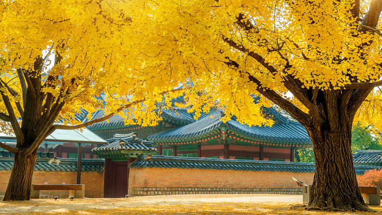 树干韩国庆功宫的秋天植物韩国低