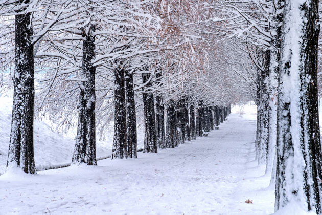 风景长凳和树木与降雪的看法雪木头风景