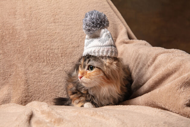 小猫冬天的心情美丽的西伯利亚猫小猫坐在沙发上覆盖着棕色的毯子工具包优雅宠物