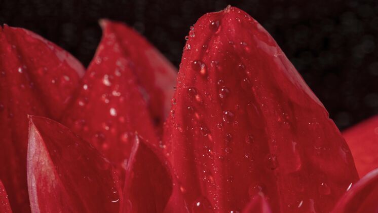 植物关闭美丽的湿红色花瓣草本花环境