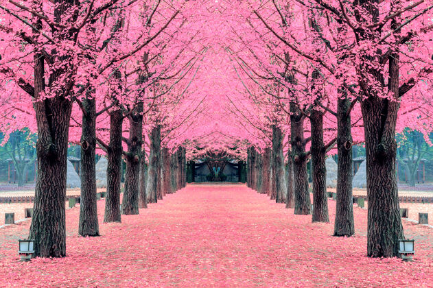 春天粉红色的树 在韩国的纳米岛多彩浪漫终点