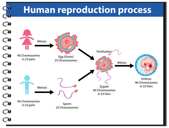 过程人类信息图的复制过程科学交配遗传