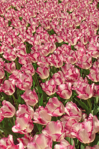 花园荷兰的郁金香园花卉春天荷兰