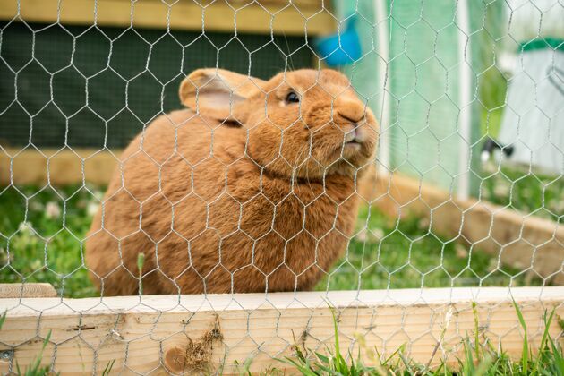 毛皮可爱的家养毛茸茸的兔子白天在笼子里毛茸茸的农业可爱的