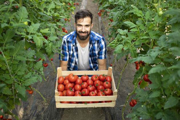 农民年轻的留着胡子的农工在花园里拿着刚收获的西红柿健康种植者收获