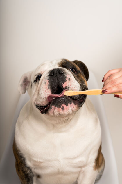 可爱一只可爱的斗牛犬正在用白色背景上的竹牙刷刷牙欢呼品种女性