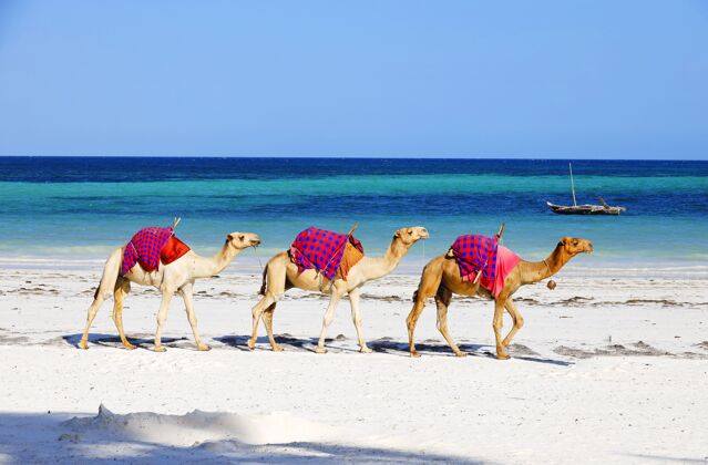 自然在肯尼亚的迪亚尼海滩上 骆驼们互相身后走着海洋海洋白色