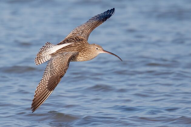 棕色特写镜头：一只卷尾鸟在海面上翱翔翅膀眼睛野生动物