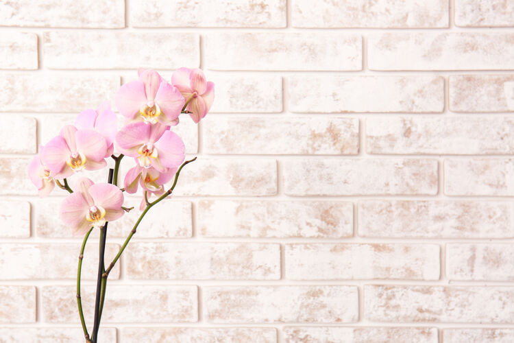 热带美丽的兰花在砖上开花新鲜开花