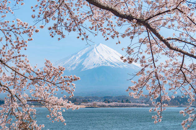 树枝日本樱花和富士山在川口湖盛开在春天的季节东京花花