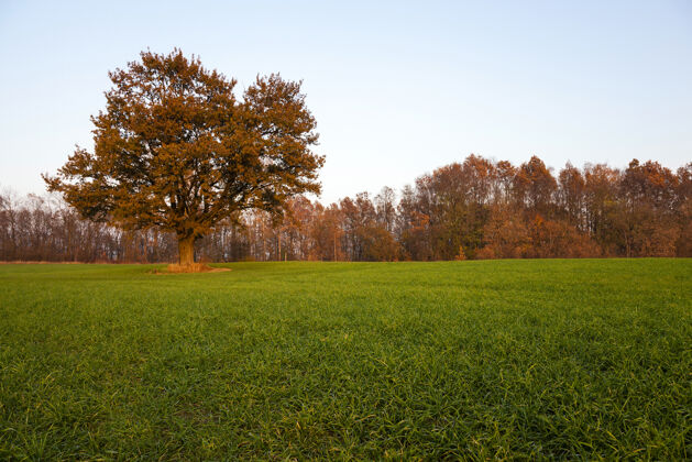 活力在秋天拍摄一棵橡树的特写镜头阳光自然草地