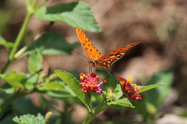 花美丽的蝴蝶在红花上蝴蝶植物学环境