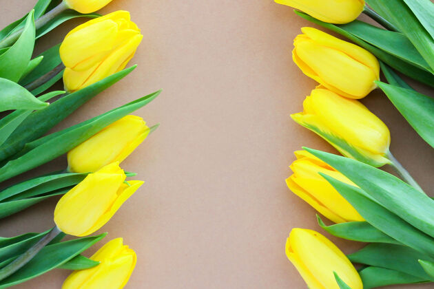 节日米色背景上的黄色郁金香美丽的春天黄花在节日送给女人的礼物或是表示关注的标志郁金香新鲜庆祝