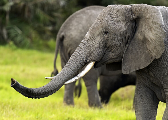 动物主题大象在非洲大草原的自然栖息地食草动物大象野生动物
