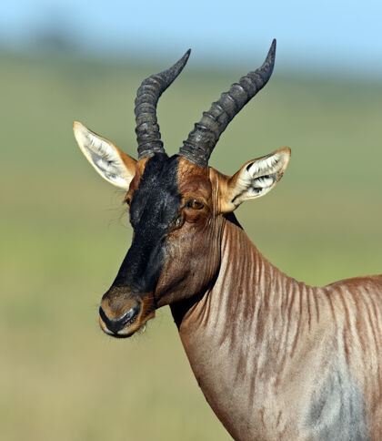 动物主题马赛马拉国家公园的羚羊肯尼亚荒野栖息地野生动物