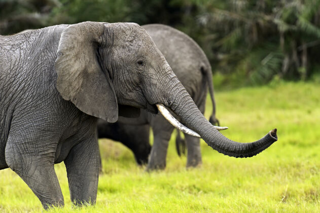 荒野大象在非洲大草原的自然栖息地野生动物非洲景观肯尼亚野生