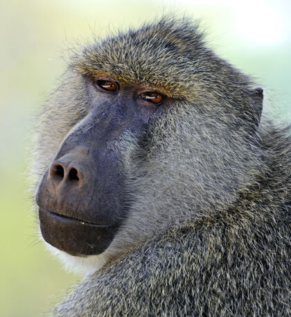 猴子狒狒在自然栖息地非洲 肯尼亚蔬菜危险自然