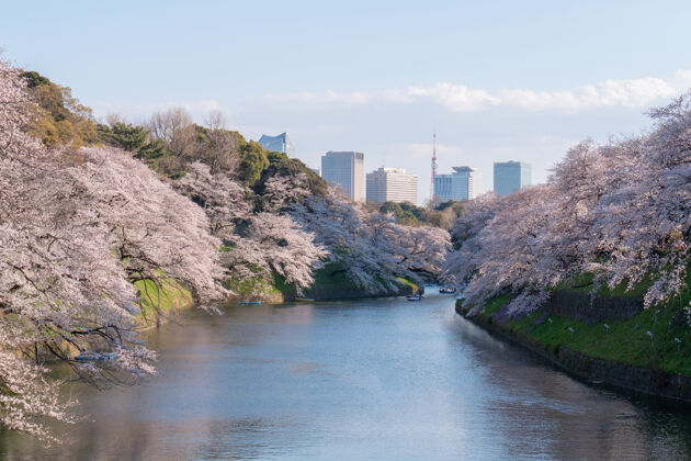 塔樱花树在千里光公园樱花树 日本东京在春天树枝樱花花