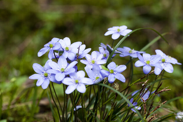 地形初春的花朵紫色的花朵生长在森林里花茎枝