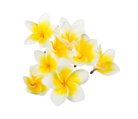 花朵白色的花菠萝花瓣花朵