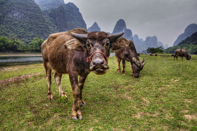 农田一群亚洲奶牛在漓江边的草地上吃草 漓江是喀斯特山脉背景下的一个牧场 靠近桂林和阳朔 一头红色的毛茸茸的奶牛伸出舌头 中国广西农业绿色牧场