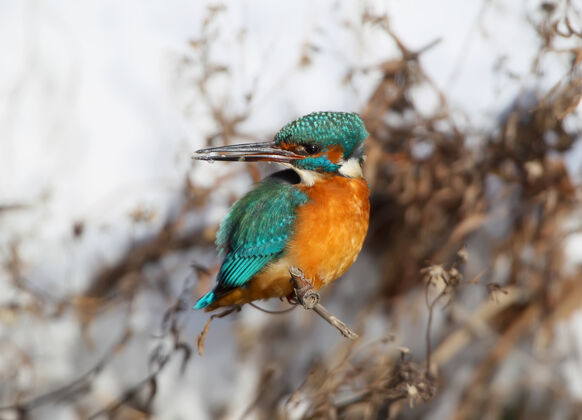 野生动物普通的翠鸟带着雪坐在芦苇上单一保护河流