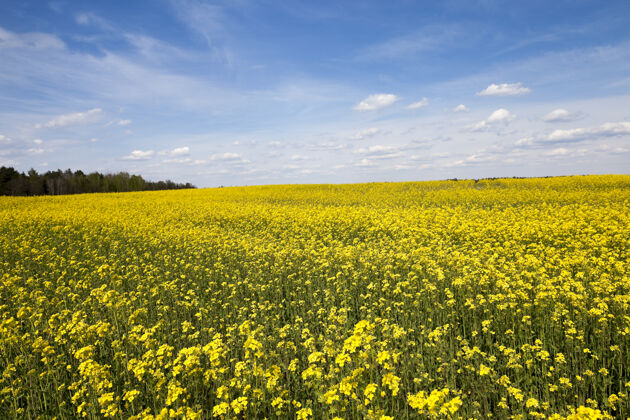 农作物农田里 盛开着黄色的油菜花春天景观阳光