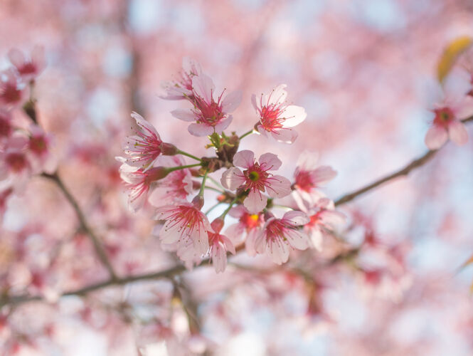 公园樱花开在枝头四月樱花节日