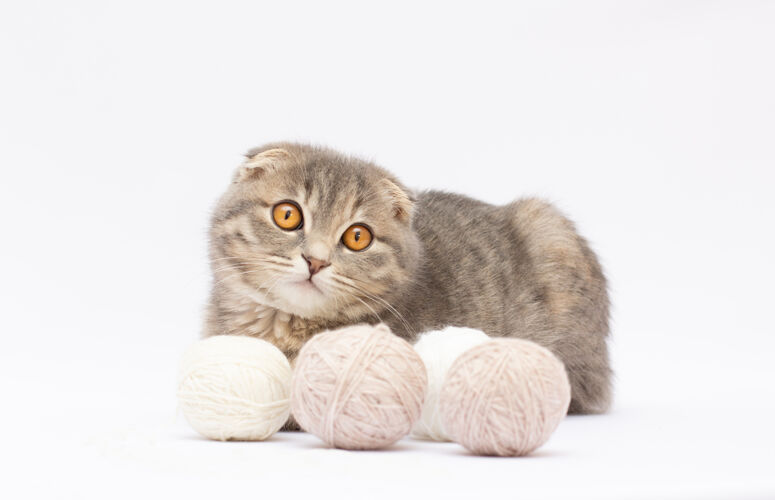 灰色苏格兰折叠猫小猫与一个毛线球猫家庭哺乳动物