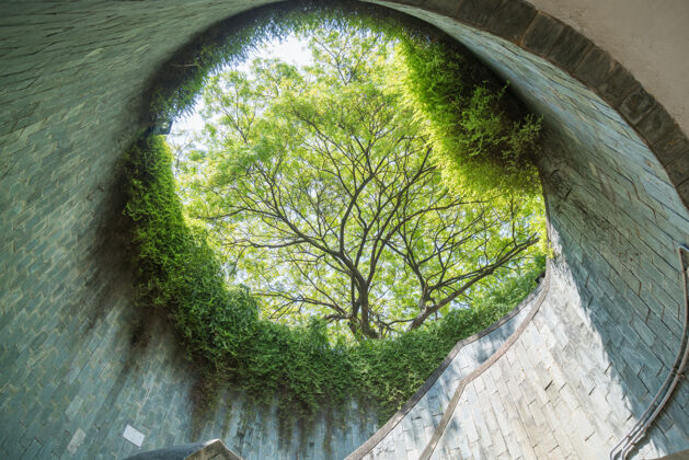 植物地下隧道上方的树是公园里的砖砌人行道环境公园景观