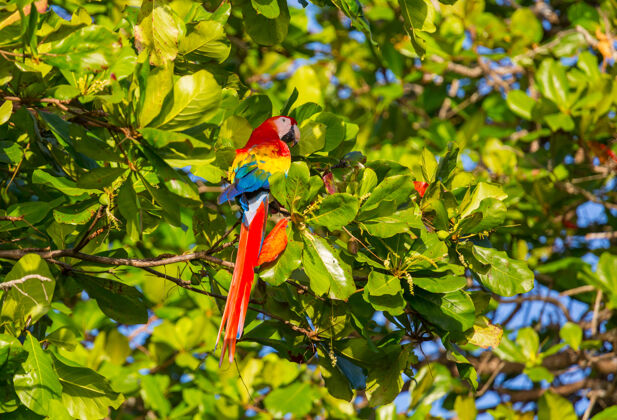 户外野生绿翅金刚鹦鹉 哥斯达黎加 中美洲景观太平洋天堂