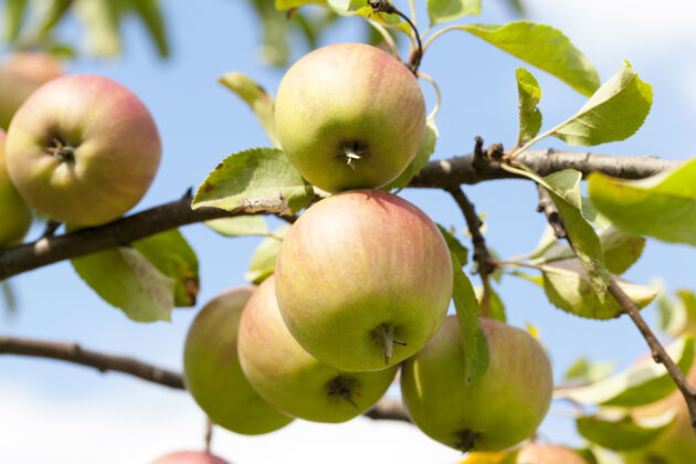 新鲜苹果生长在树上的特写镜头果园夏天的季节 一片小小的田野饮食秋天有机