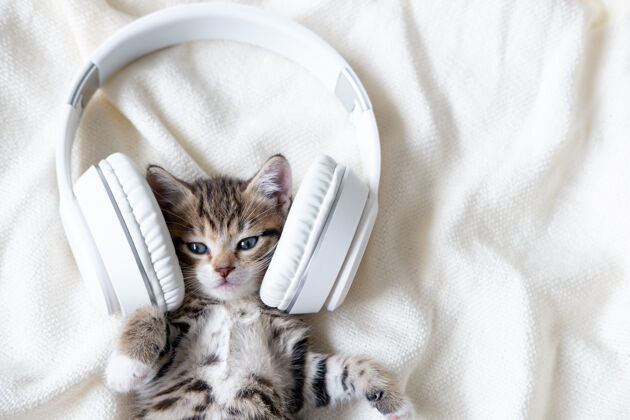 耳机可爱的条纹猫咪戴着耳机听音乐床上音乐宠物概念动物猫乐趣