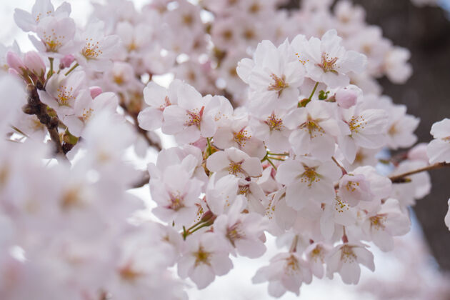 花瓣日本樱花盛开自然春天浪漫