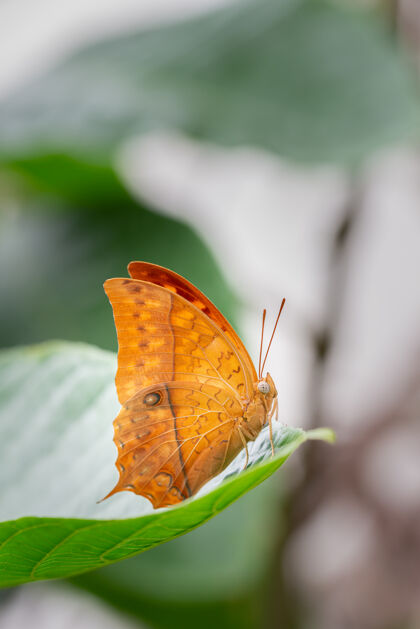 热带一只橙色的热带蝴蝶在树叶上休息翅膀大自然昆虫