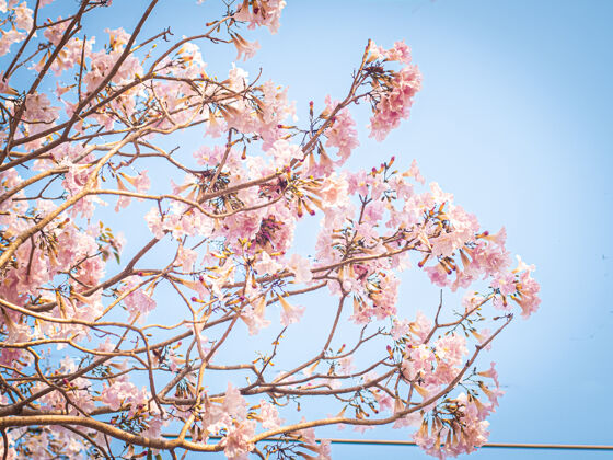 植物学粉红色花朵在开花时的选择性聚焦最佳春季背景浪漫浪漫开花